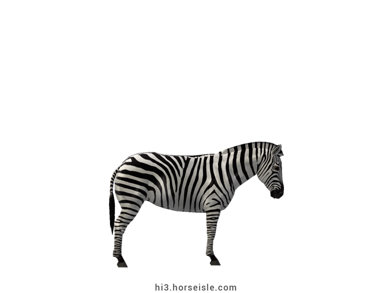Plains Zebra White Striped Coat (right view)